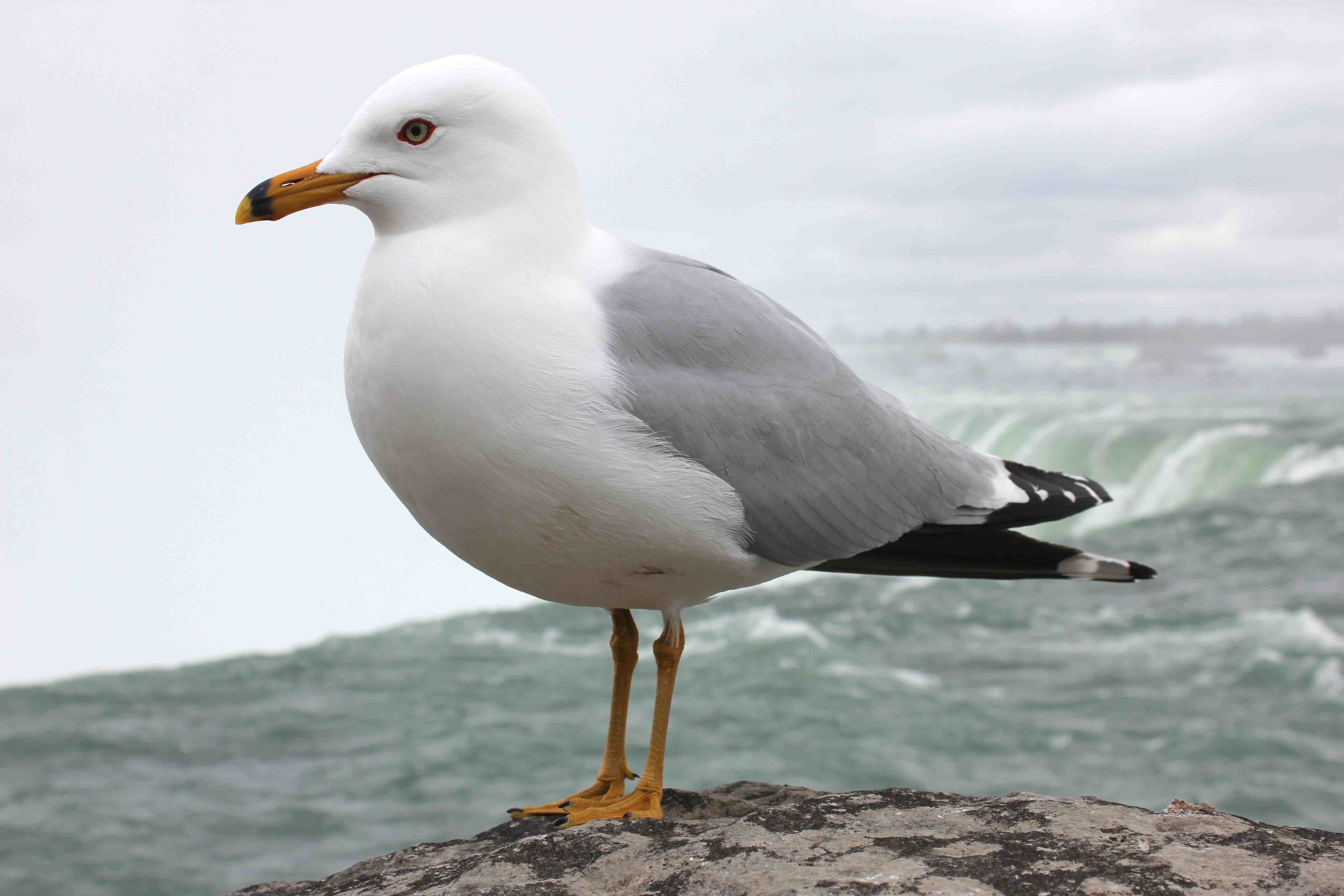 mmk tapete,vogel,möwe,europäische silbermöwe,große möwe mit schwarzem rücken,seevogel