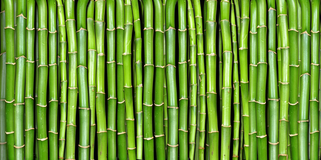 carta da parati di design in bambù,verde,pianta,erba,famiglia di erba,bambù