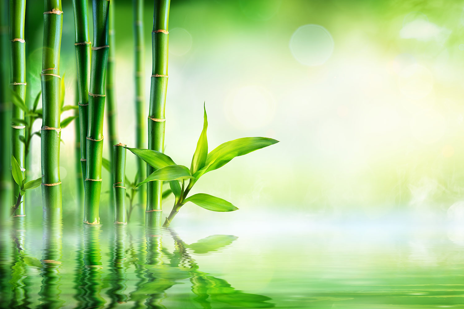 bamboo design wallpaper,green,nature,water,natural landscape,vegetation