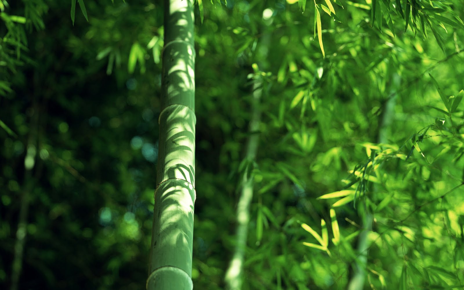 bamboo design wallpaper,vegetation,nature,green,jungle,natural environment
