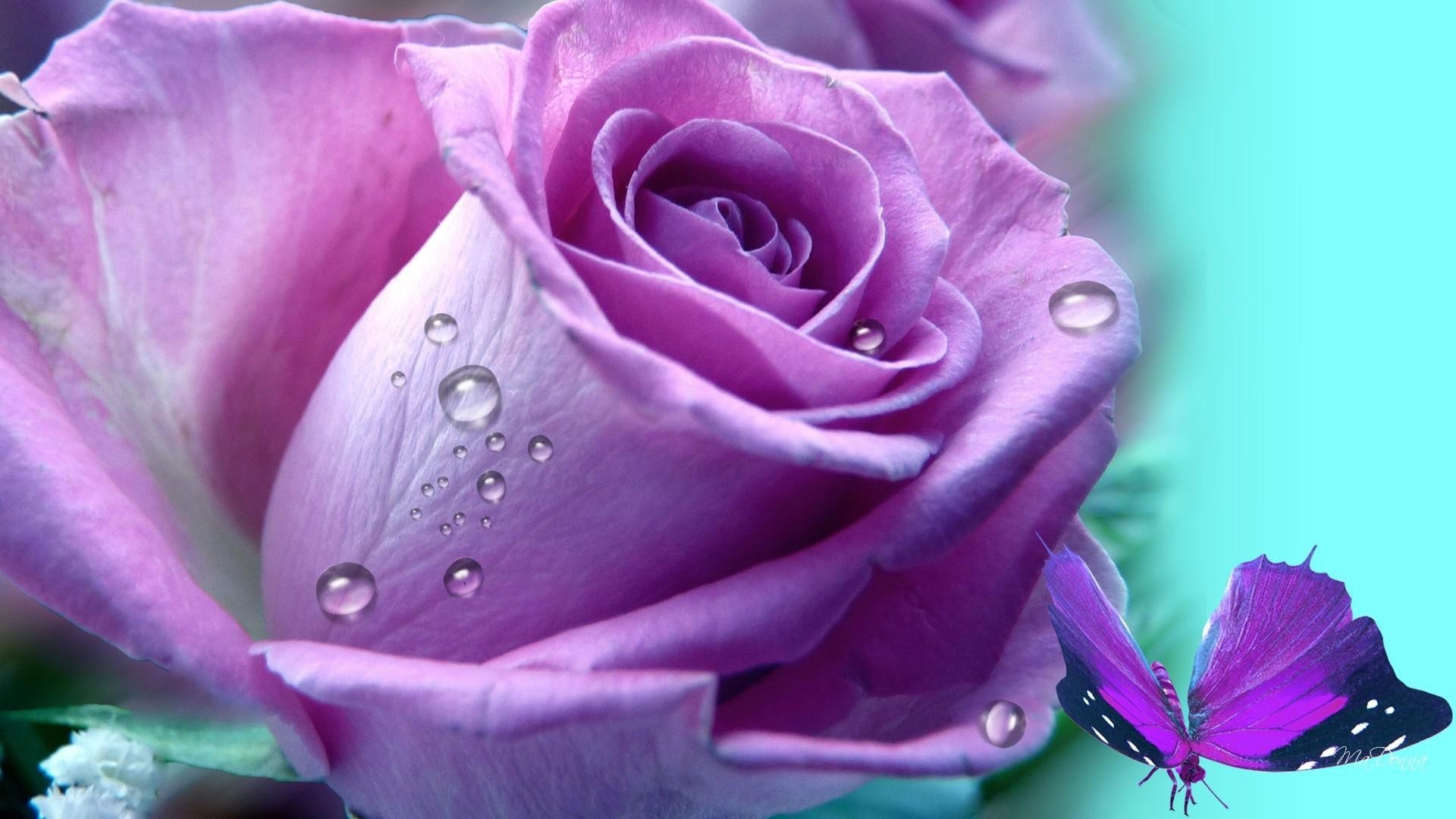 lila wallpaper,flower,flowering plant,petal,garden roses,purple