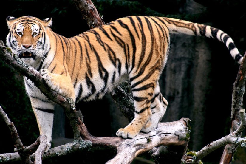 Src Saber Tooth Tiger Wallpaper Htc Data Id - Siberian Tiger- WallpaperUse