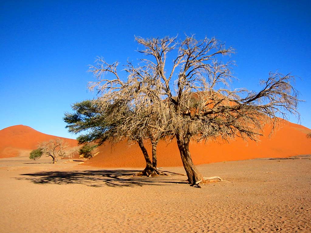 나미비아,사막,모래,나무,자연 경관,경치