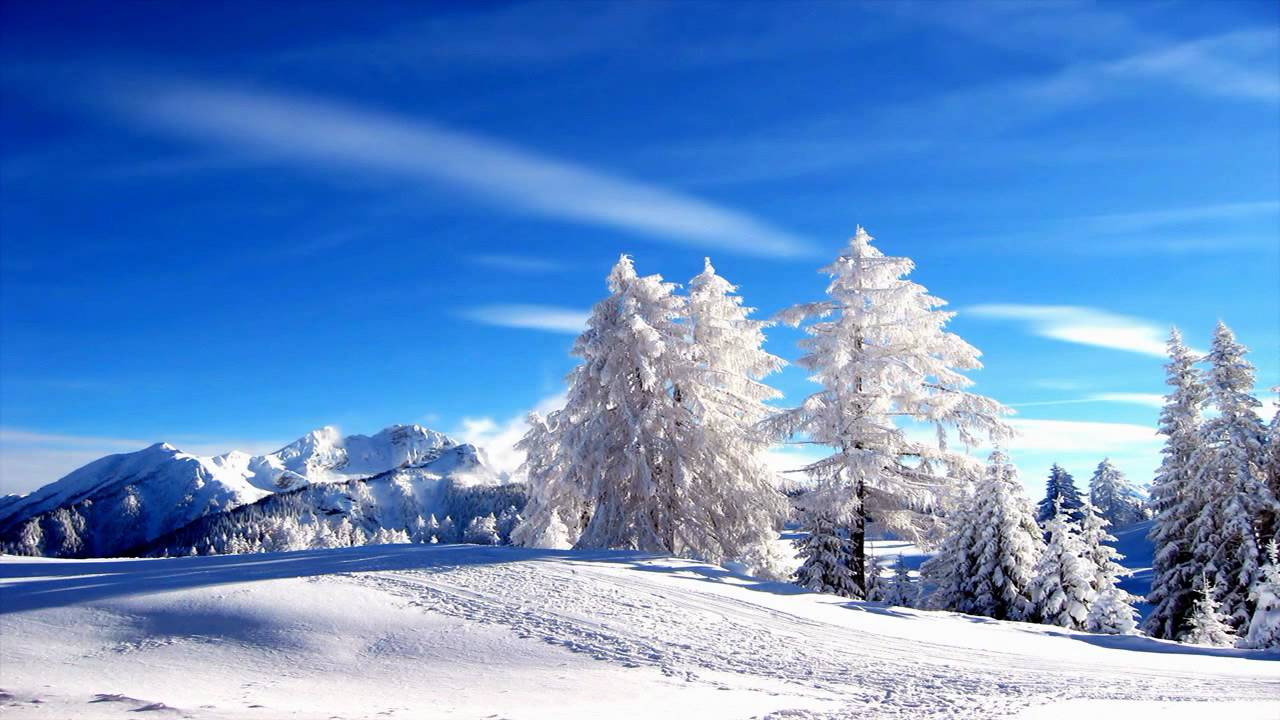 벽지 하이버,눈,겨울,하늘,자연,나무