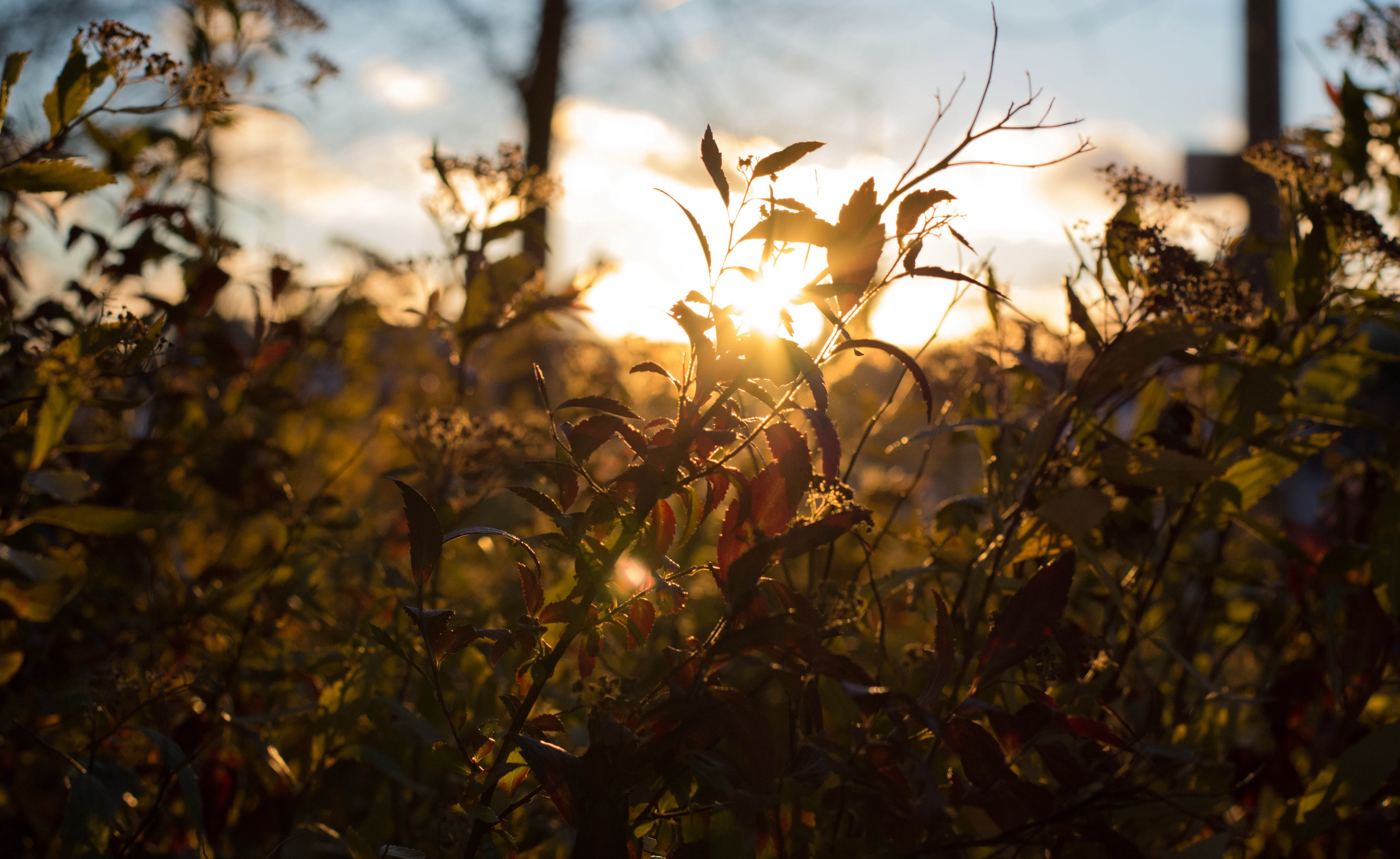 mesmerizing wallpapers,nature,sky,sunlight,light,branch