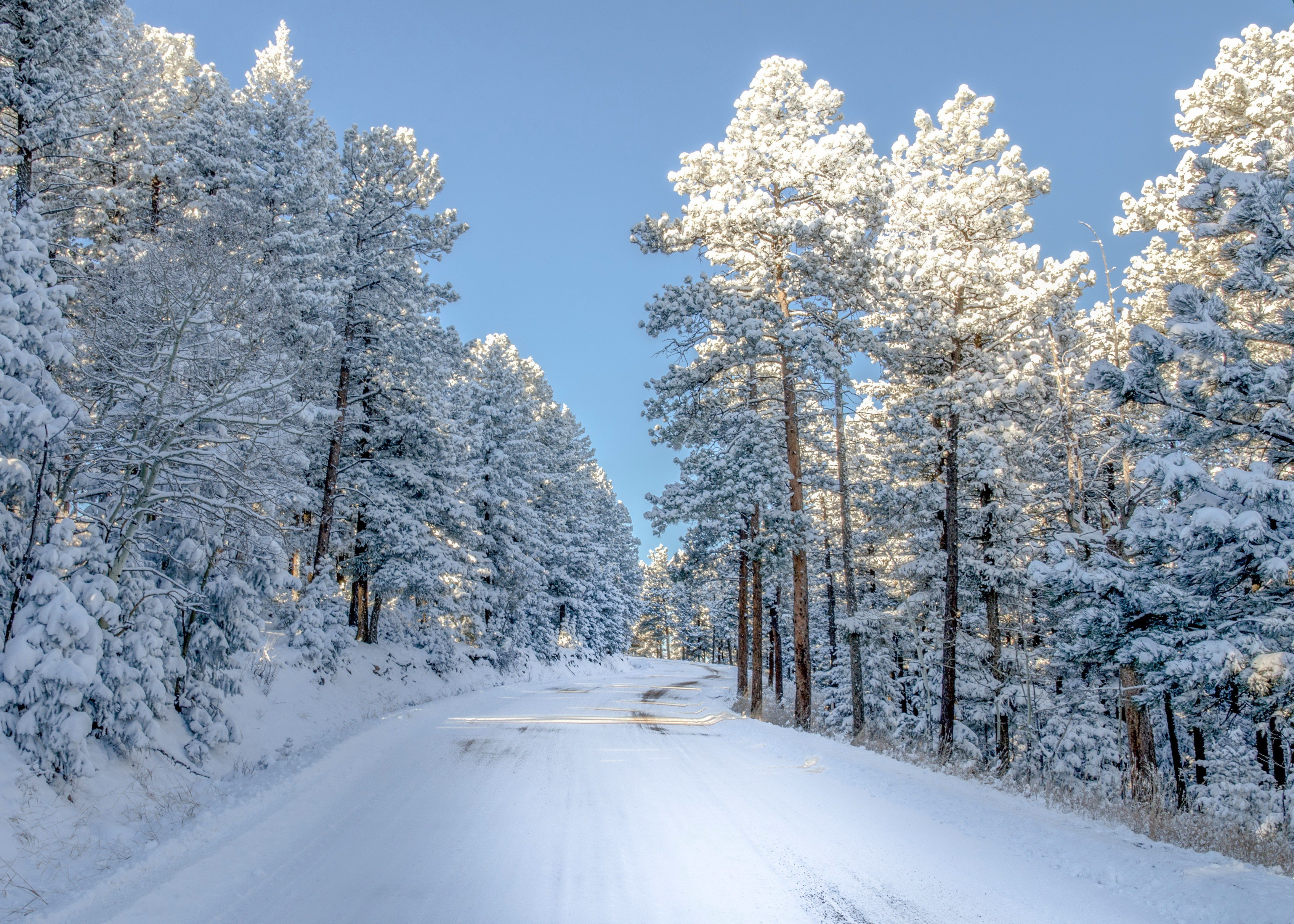 tapete hiver,schnee,winter,baum,frost,einfrieren