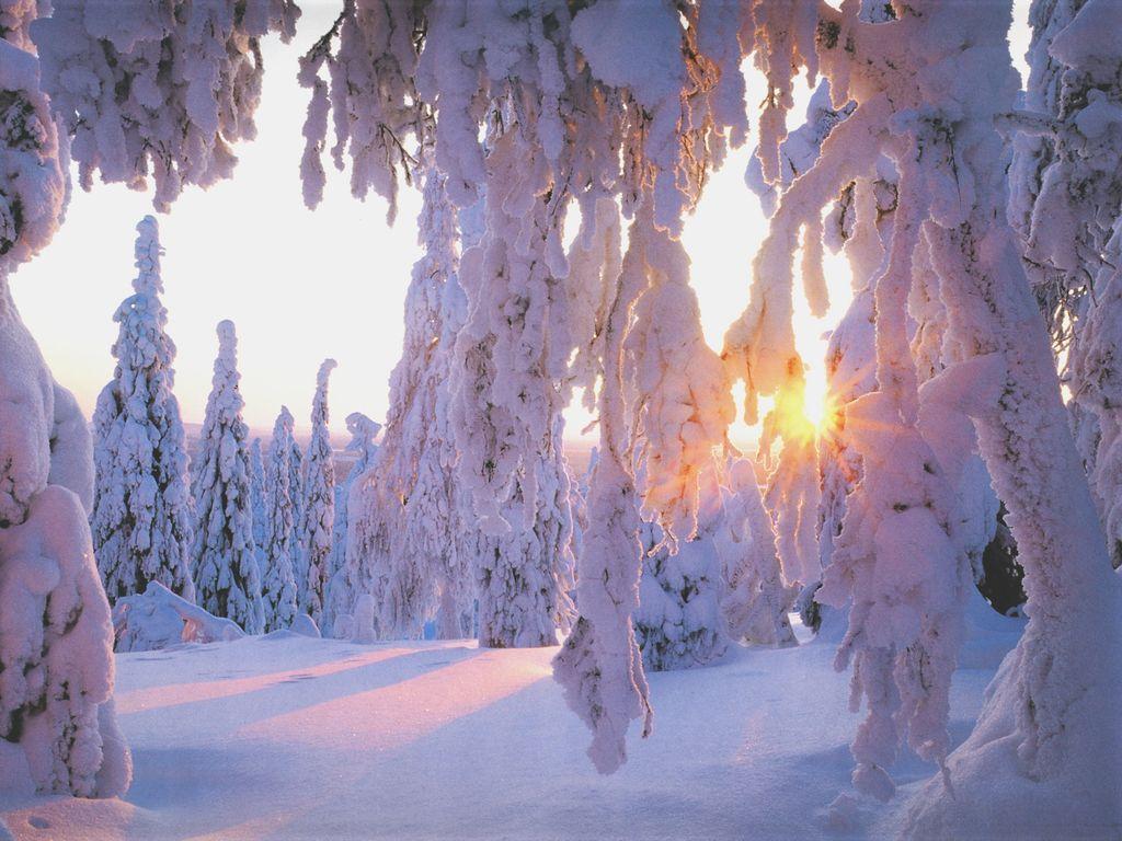 벽지 하이버,겨울,나무,동결,눈,서리