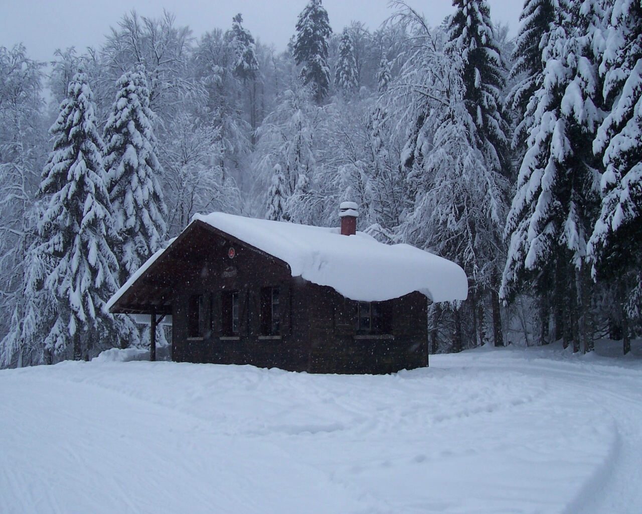벽지 하이버,눈,겨울,나무,동결,집