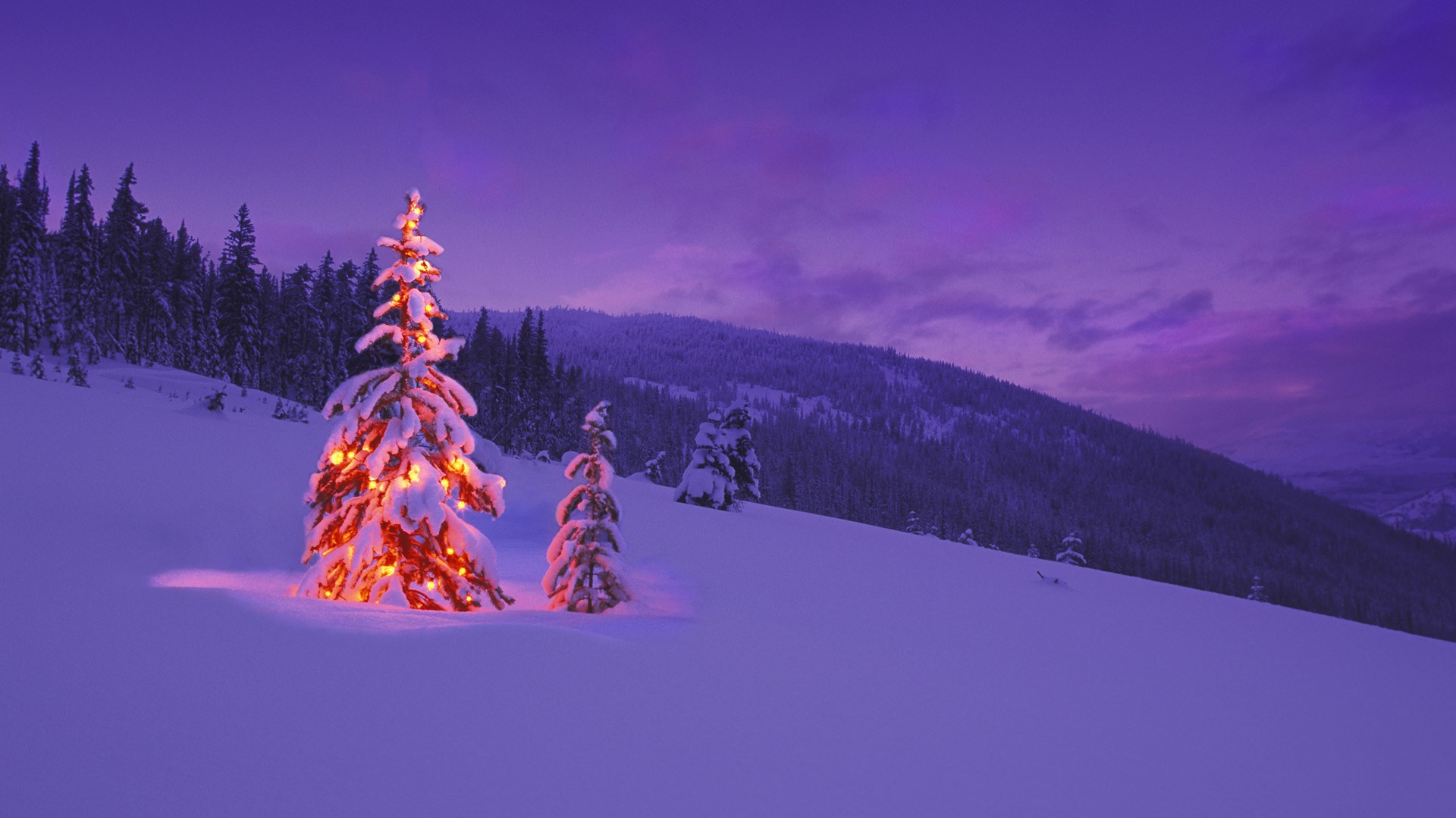 tapete hiver,schnee,winter,baum,himmel,lila