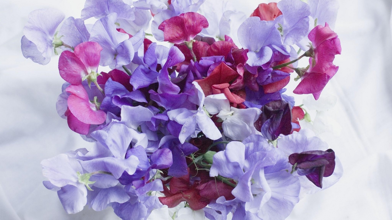 甘い花の壁紙,花,花弁,紫の,バイオレット,工場
