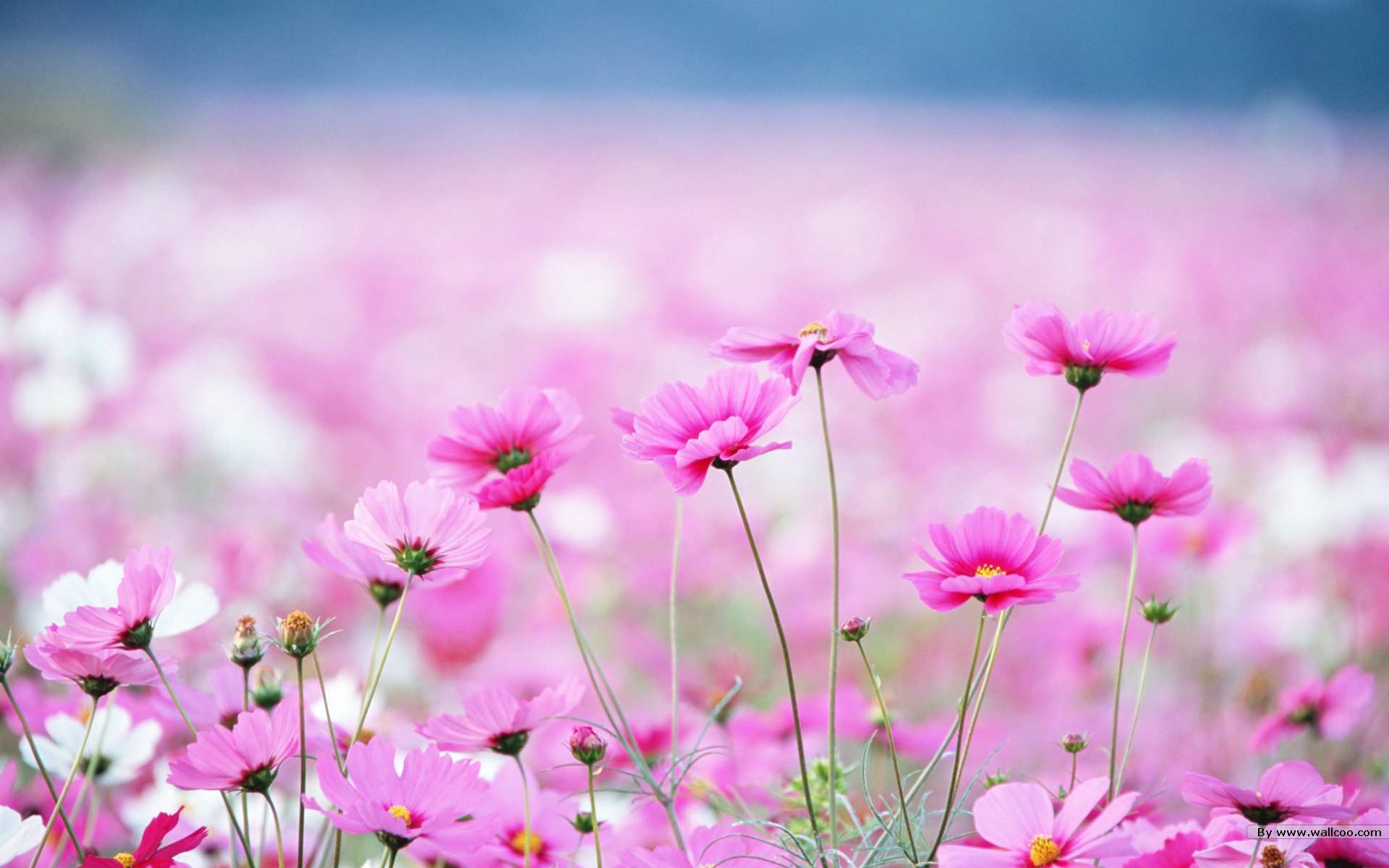 dulce papel tapiz de flores,flor,planta floreciendo,rosado,pétalo,naturaleza