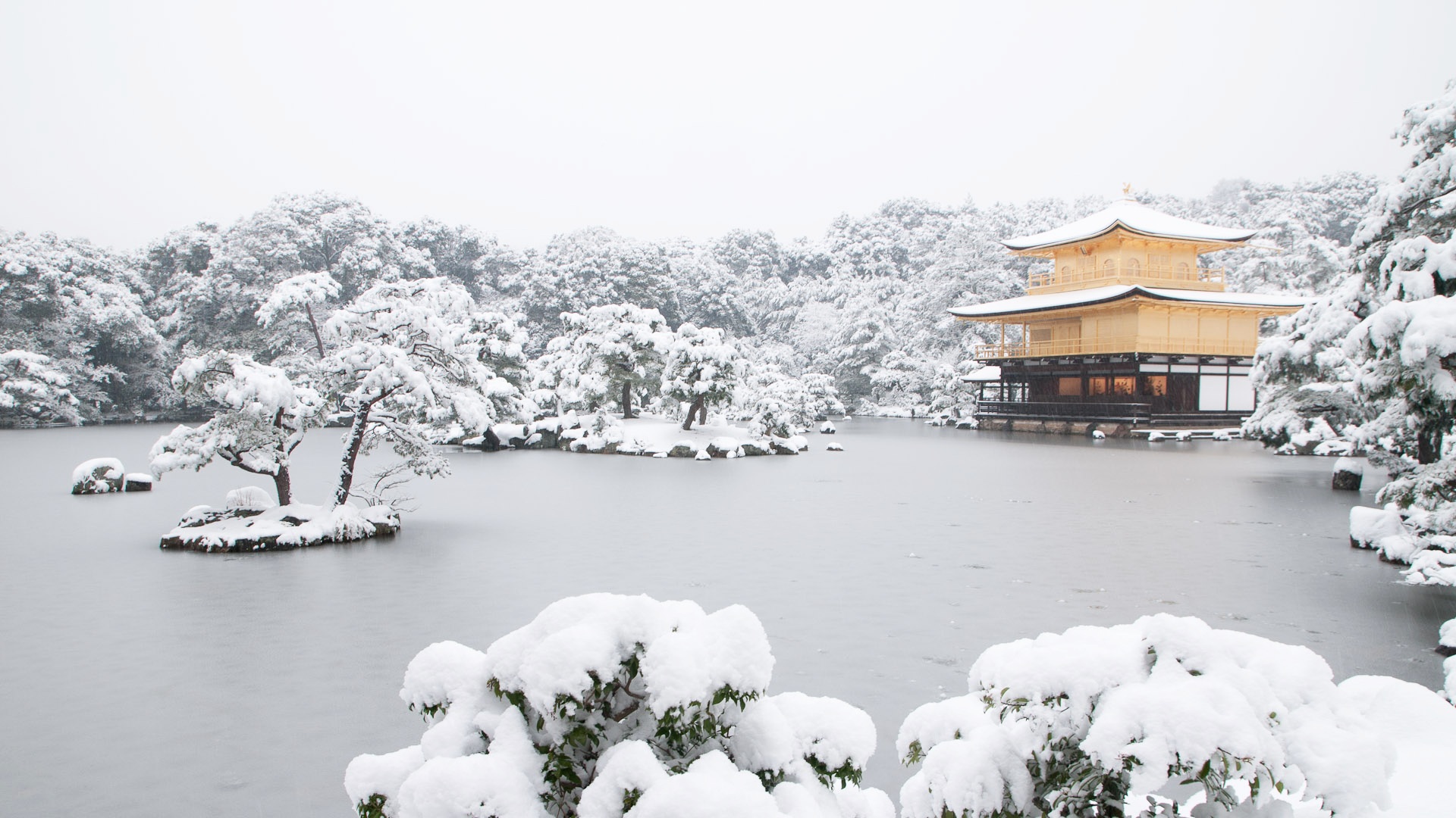 壁紙ハイバー,雪,冬,白い,凍結,木