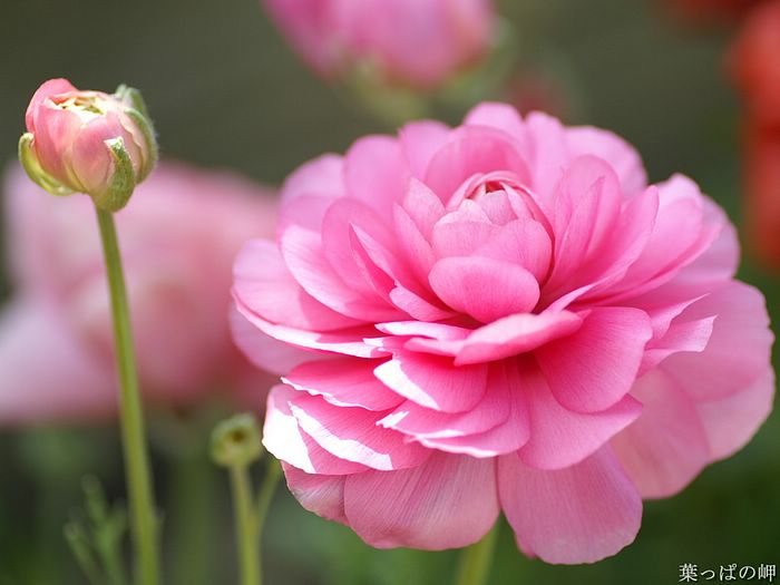 süße blumentapete,blume,blühende pflanze,blütenblatt,pflanze,rosa