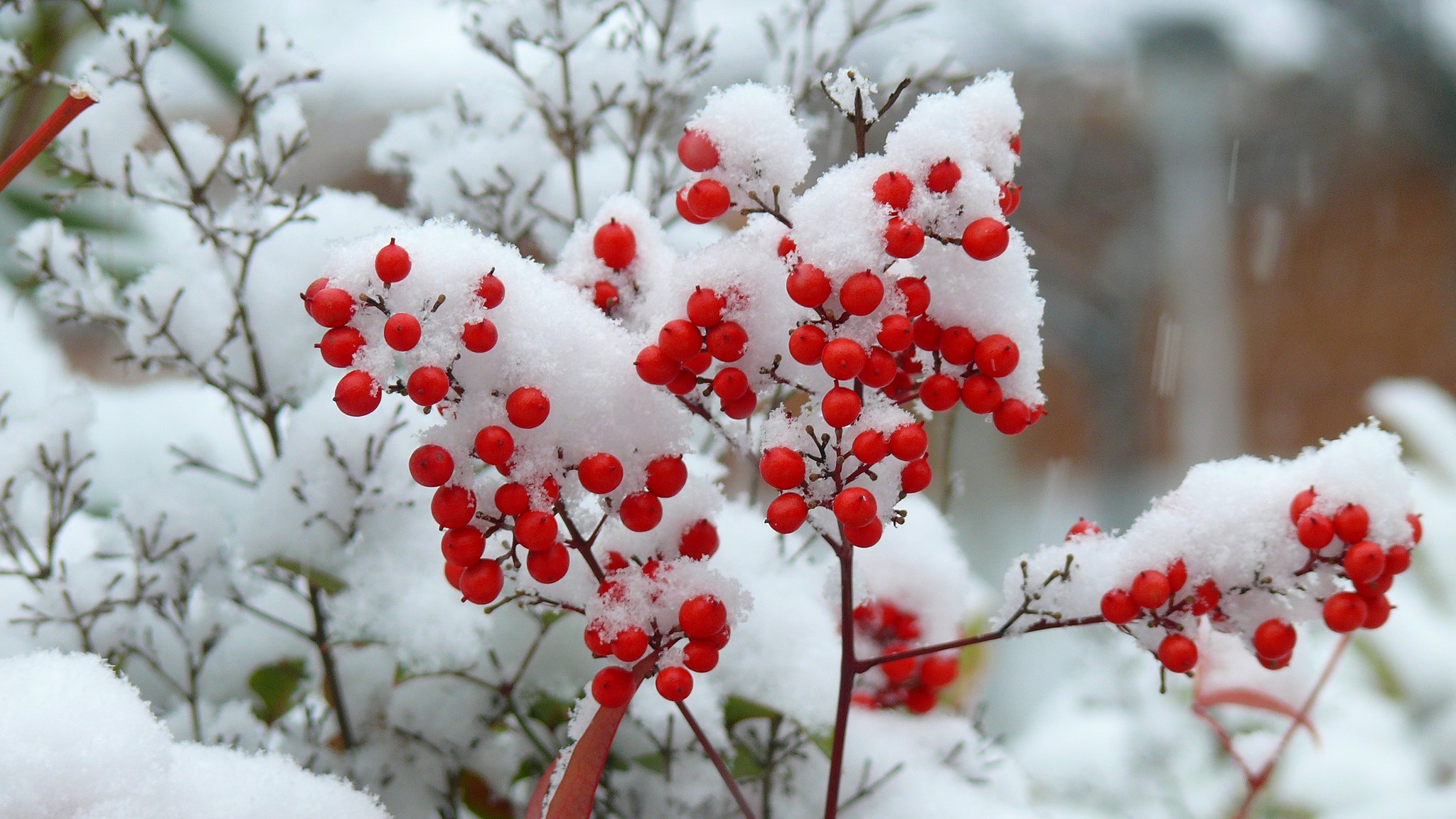 wallpaper hiver,snow,rowan,freezing,red,plant