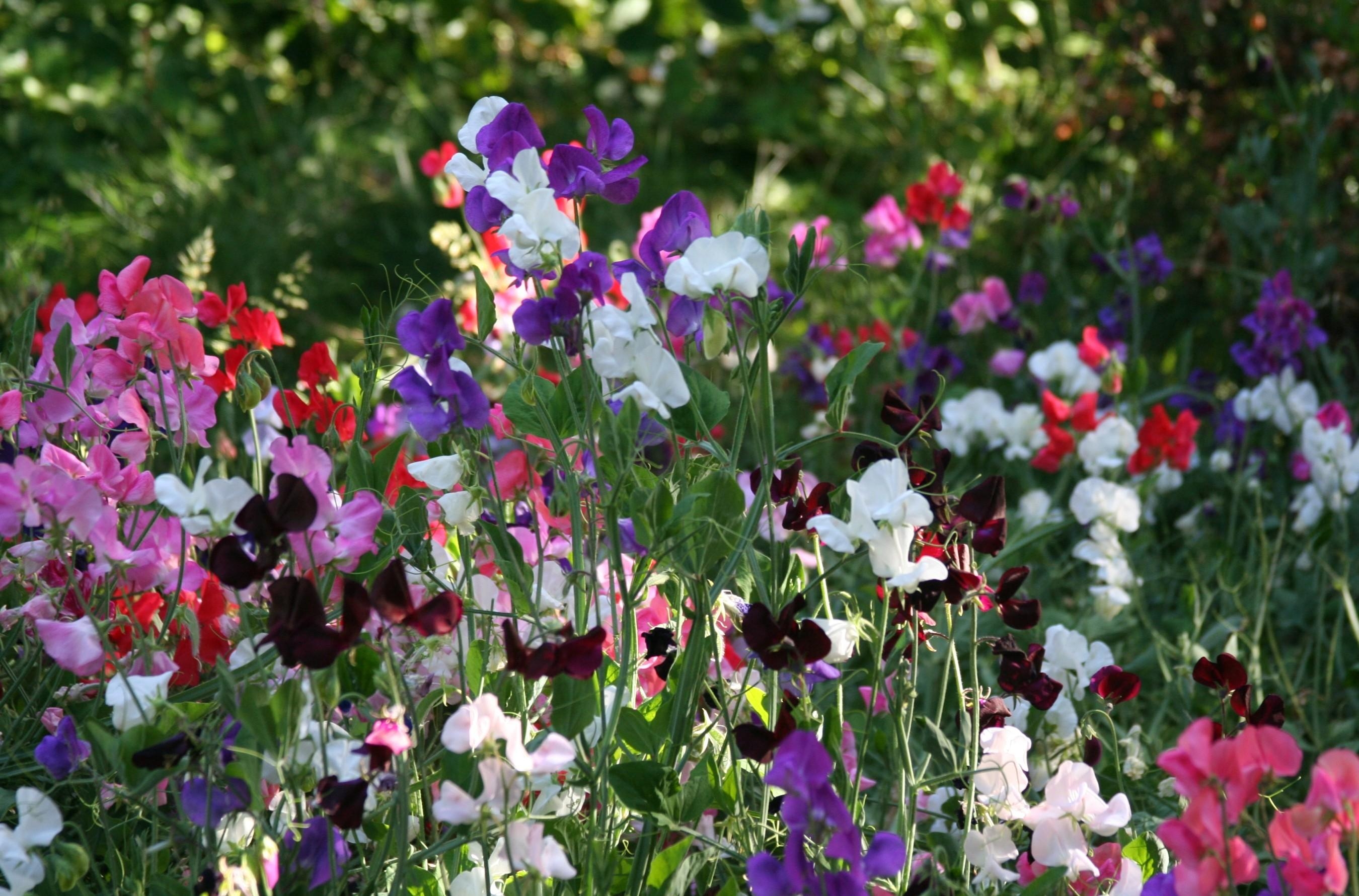 süße blumentapete,blume,blühende pflanze,pflanze,blütenblatt,frühling