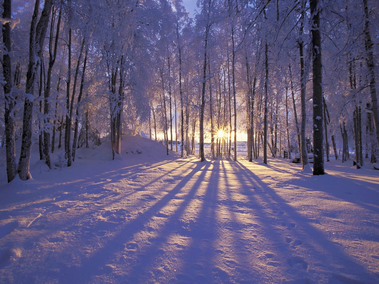 벽지 하이버,눈,겨울,나무,자연,숲