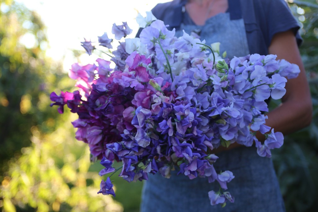 süße blumentapete,blume,lavendel,blau,lila,violett