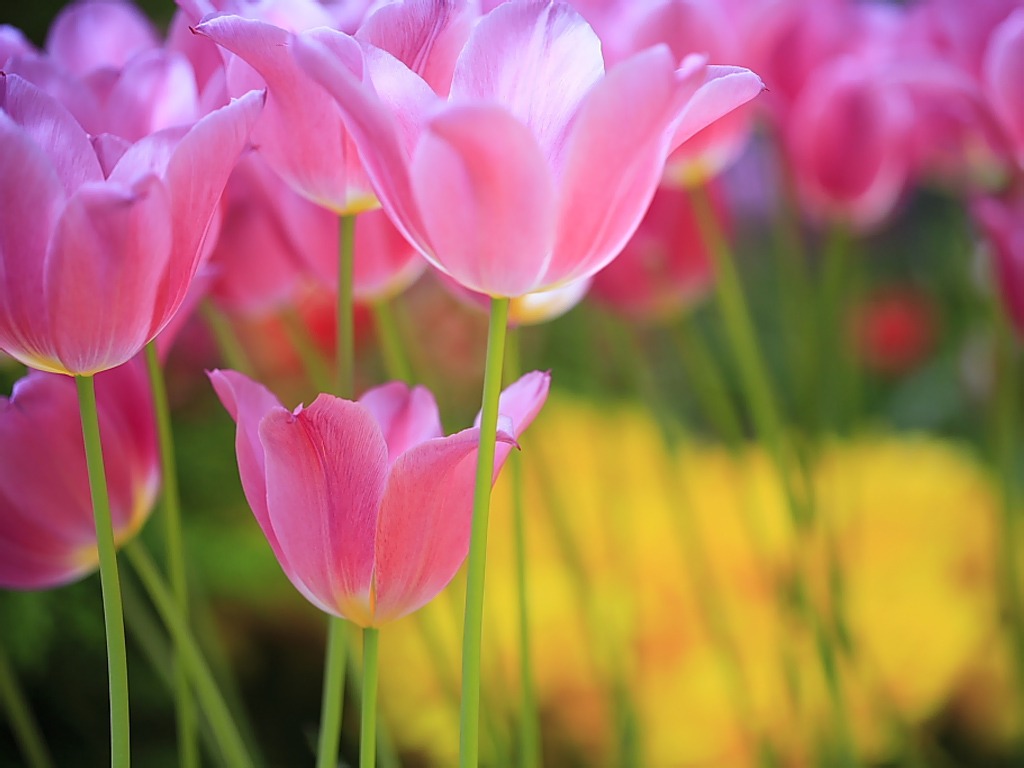 sweet flower wallpaper,flower,petal,flowering plant,tulip,pink