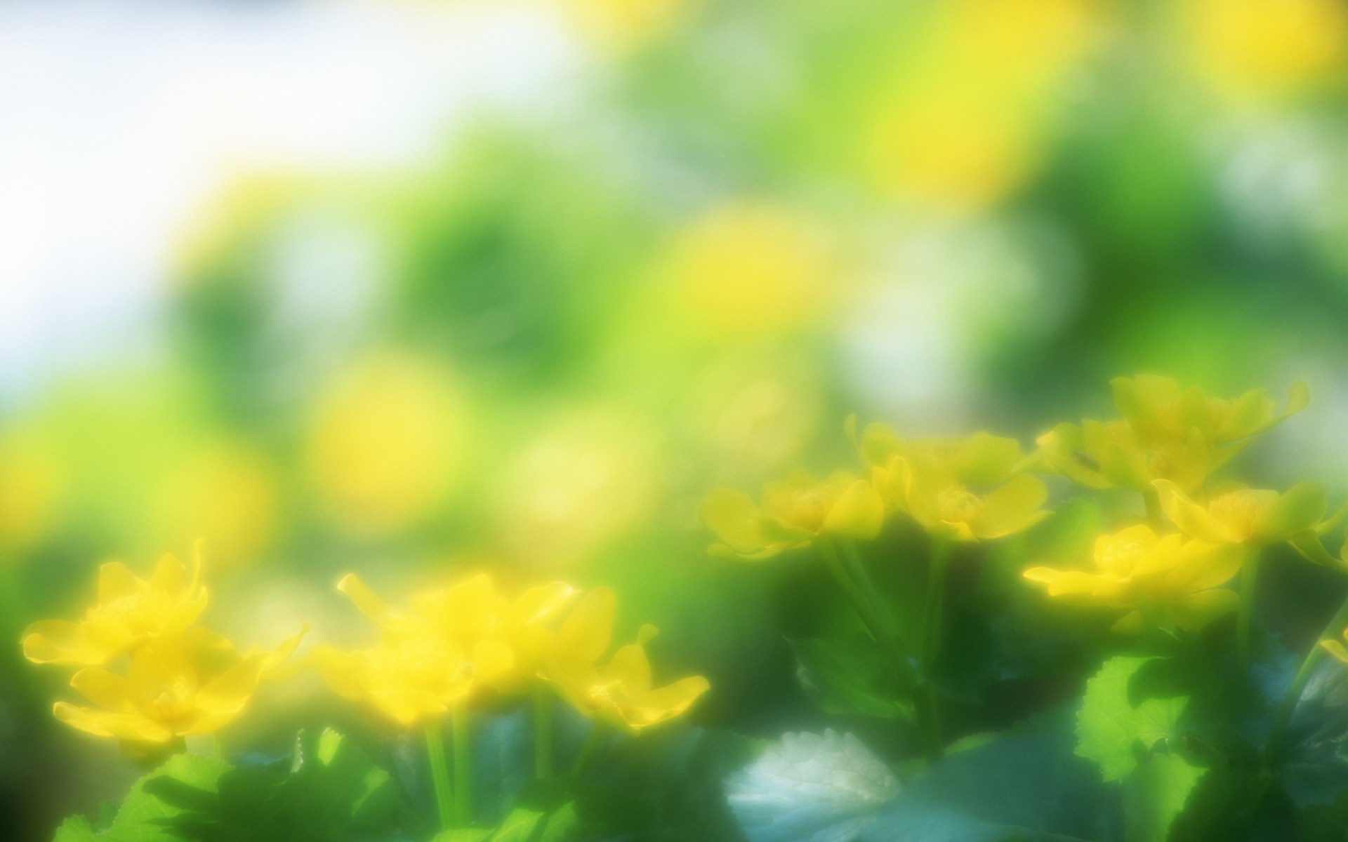 dulce papel tapiz de flores,naturaleza,verde,amarillo,flor,planta