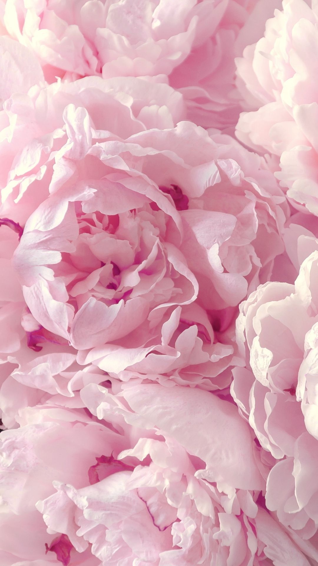 dulce papel tapiz de flores,rosado,pétalo,flor,peonía común,peonía