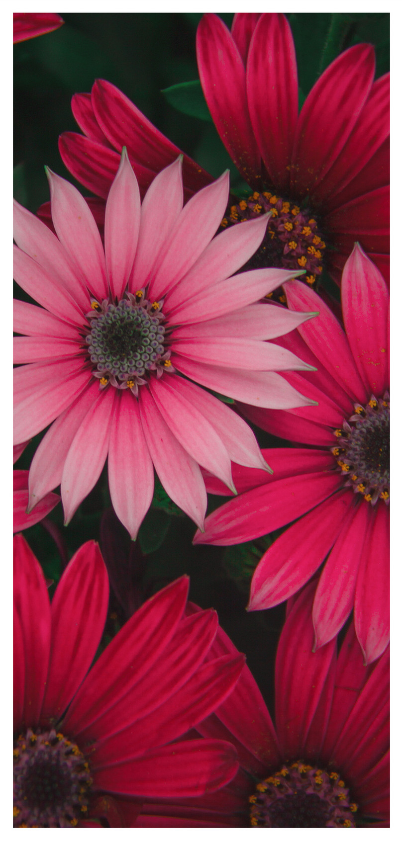 fondo de pantalla bunga,flor,pétalo,margarita barberton,gazania,gerbera