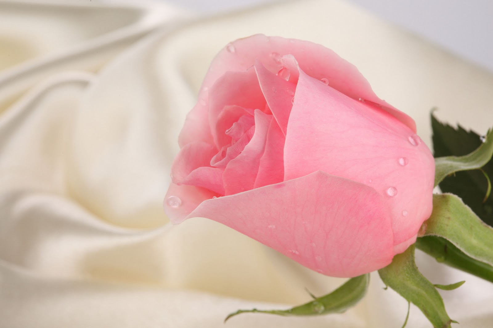 fondo de pantalla bunga,rosas de jardín,rosado,pétalo,flor,rosa