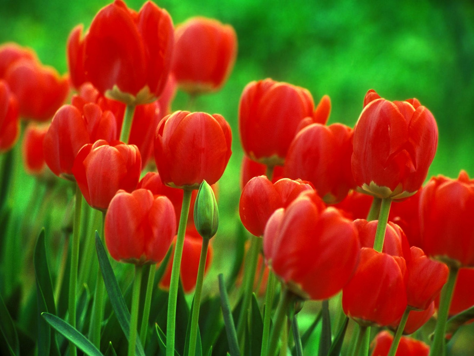 wallpaper bunga,flower,tulip,flowering plant,petal,red