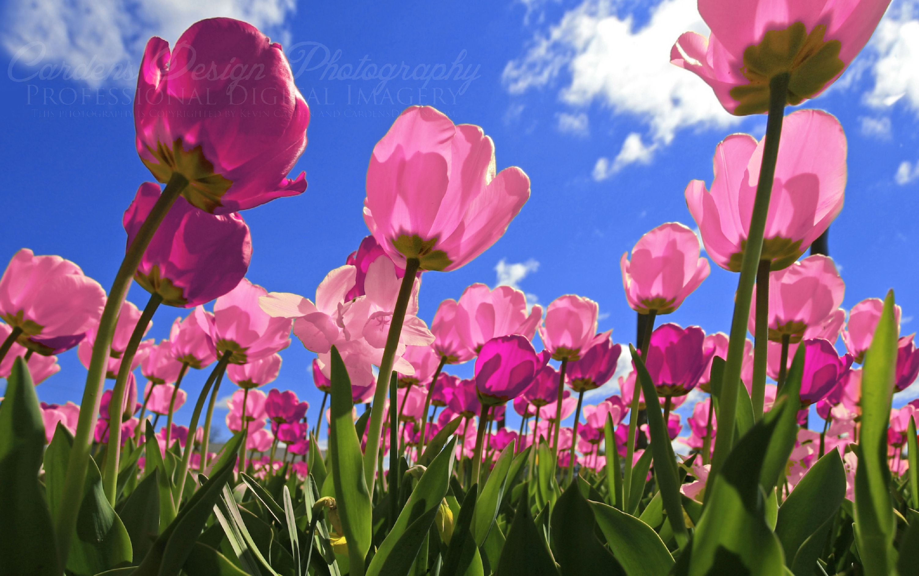 fondo de pantalla bunga,flor,planta floreciendo,pétalo,rosado,cielo