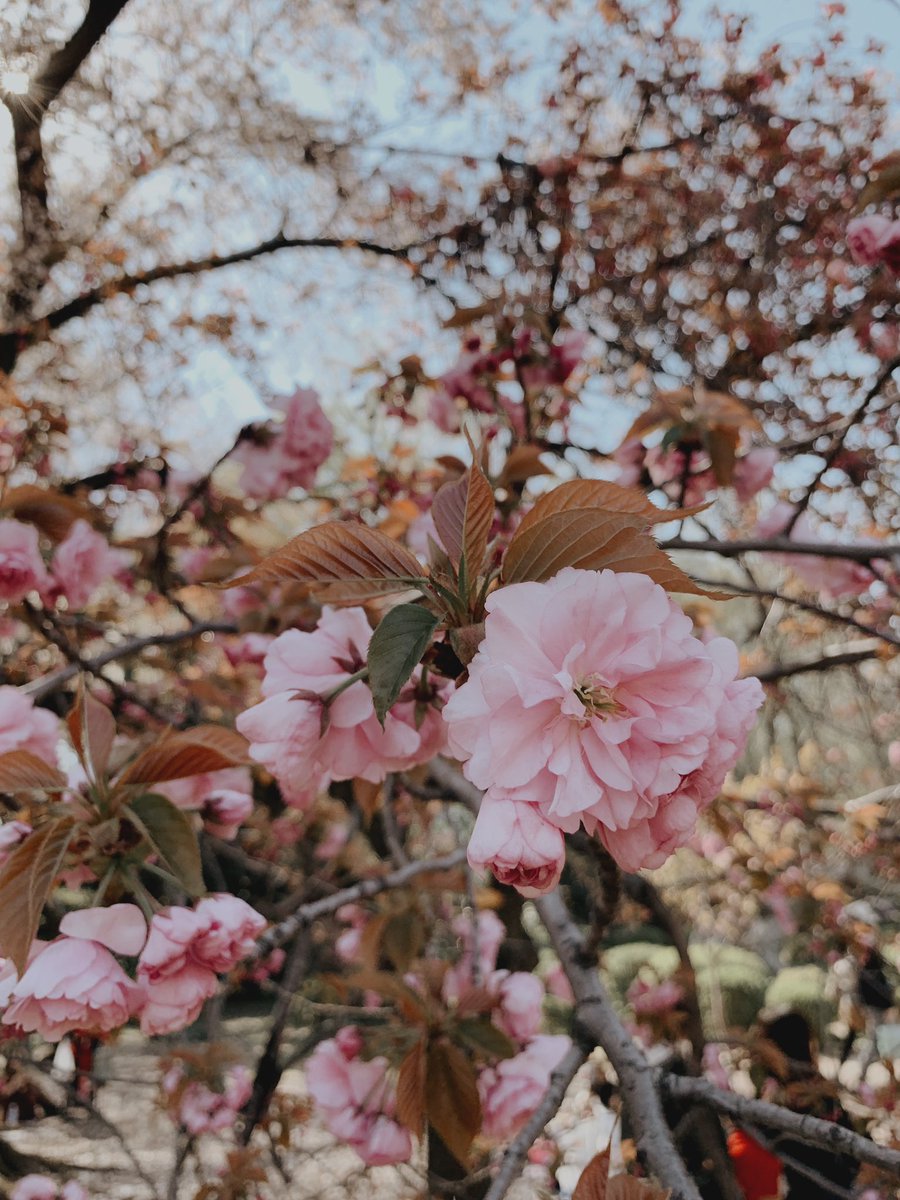 壁紙ブンガ,花,工場,花,花弁,春