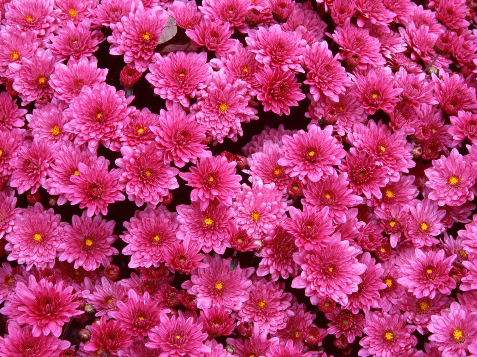 papier peint bunga,fleur,plante à fleurs,plante,chrysanthèmes,rose