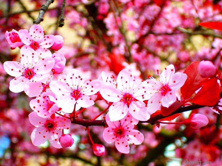 wallpaper bunga,flower,blossom,plant,pink,petal