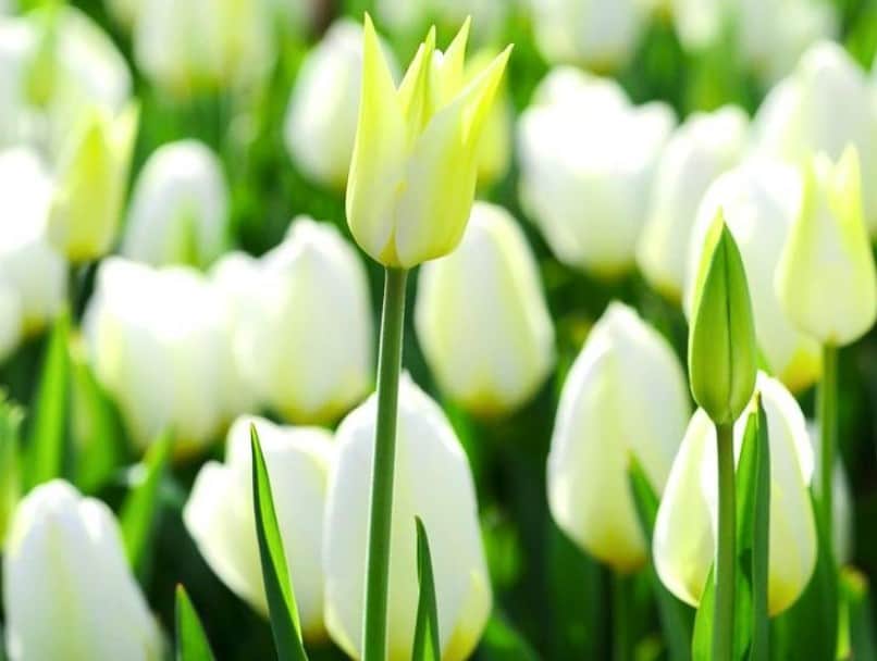 papier peint bunga,fleur,plante à fleurs,tulipe,pétale,plante