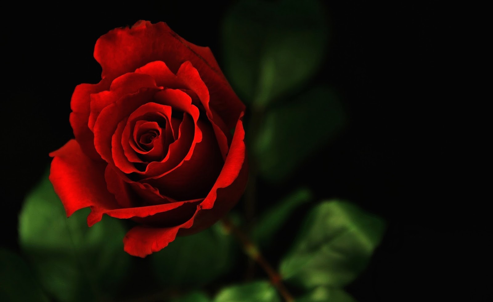 fondo de pantalla bunga,flor,rosas de jardín,planta floreciendo,rojo,pétalo