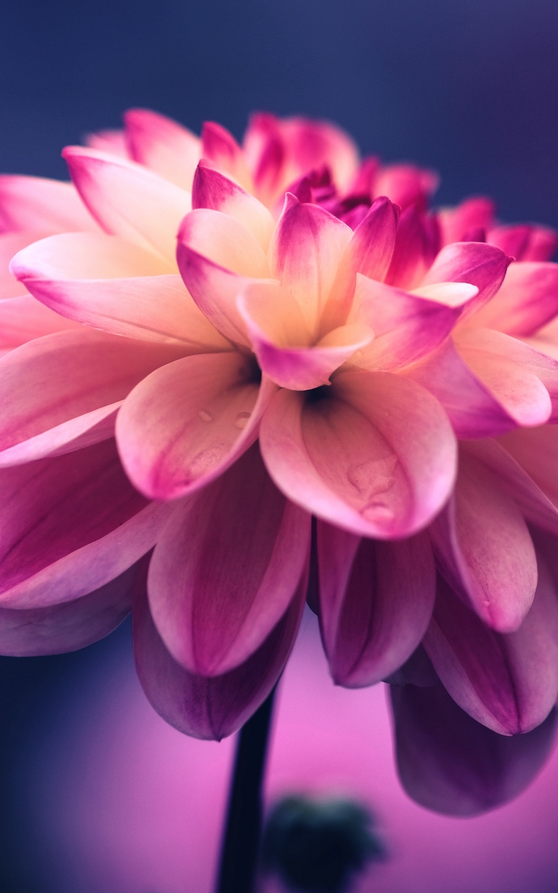 fondo de pantalla bunga,planta floreciendo,pétalo,flor,rosado,púrpura
