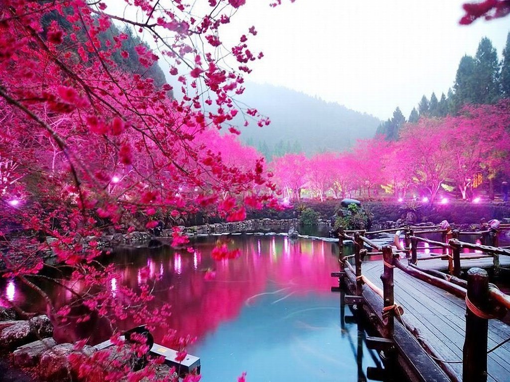 wallpaper bunga,nature,pink,natural landscape,spring,flower