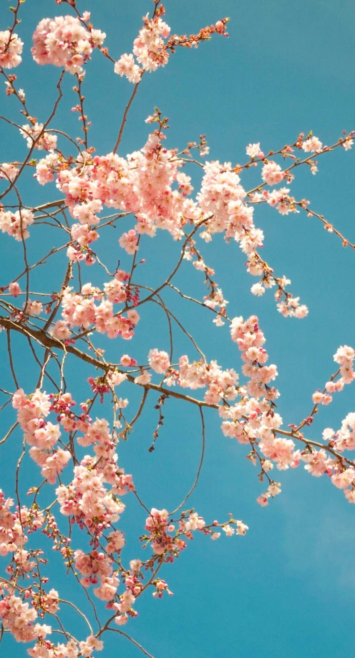 fondo de pantalla bunga,flor,florecer,planta,primavera,árbol