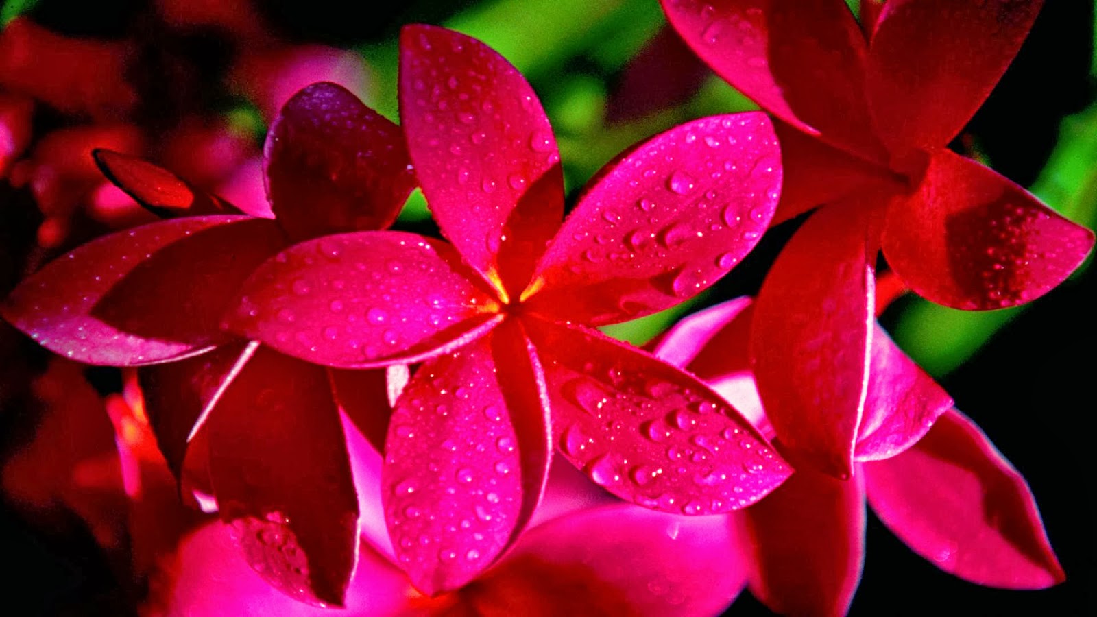 wallpaper cantik,flower,petal,pink,red,plant