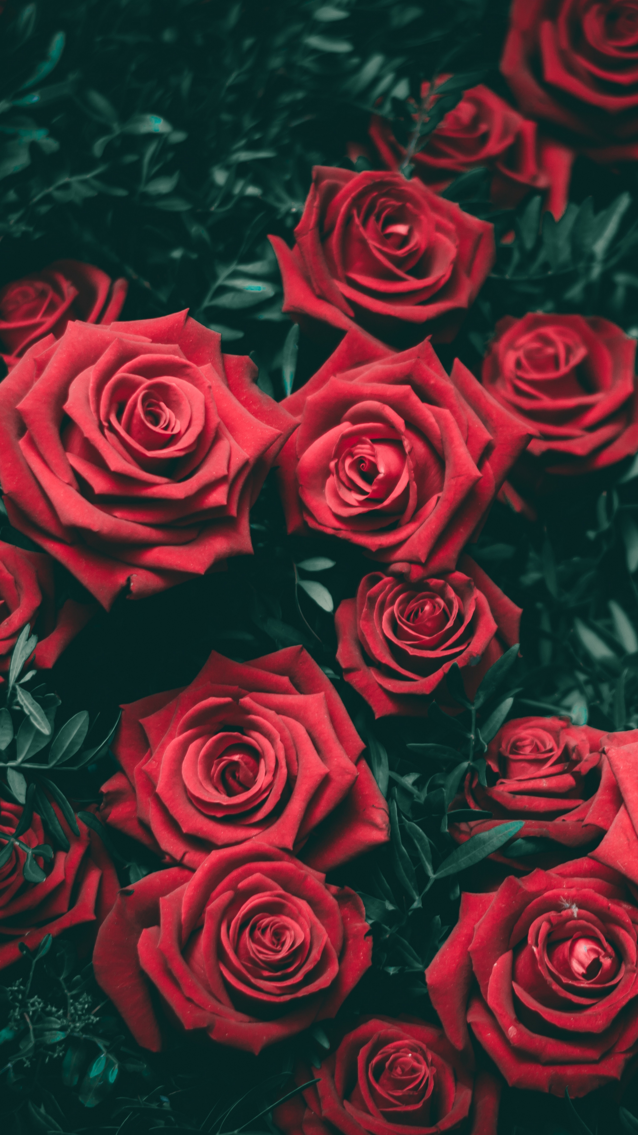 papier peint cantik,fleur,rose,roses de jardin,rouge,floribunda