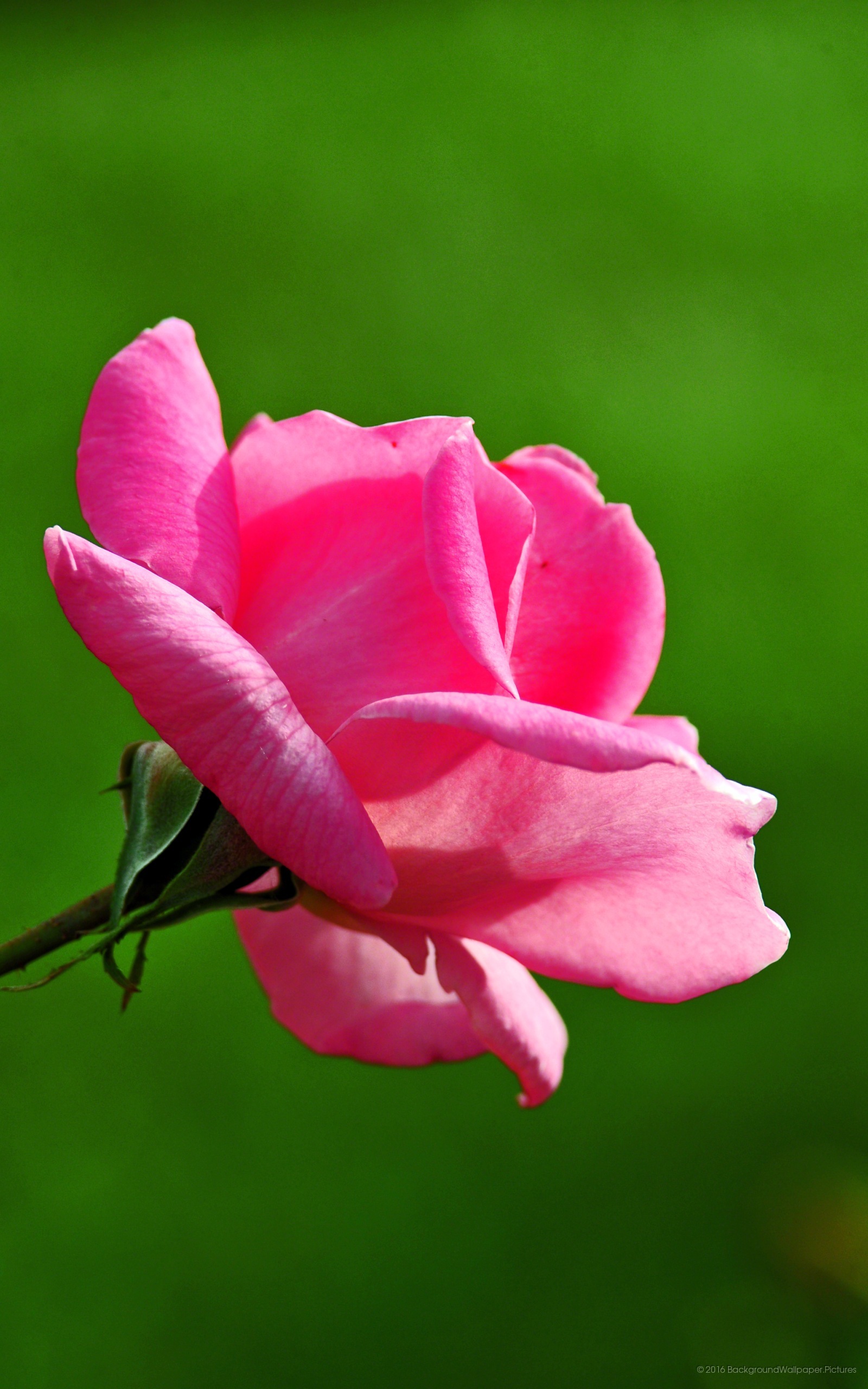 papel pintado cantik,flor,planta floreciendo,pétalo,rosado,planta