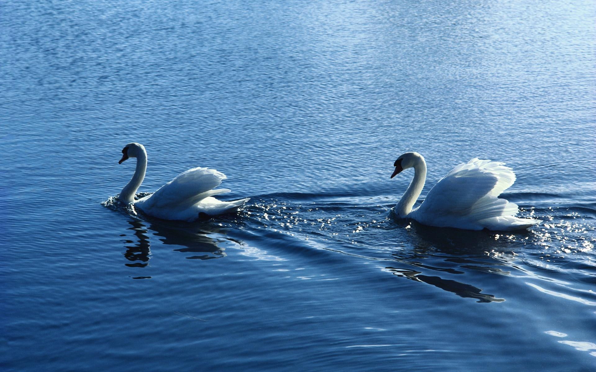 wallpaper cantik,swan,bird,water bird,ducks, geese and swans