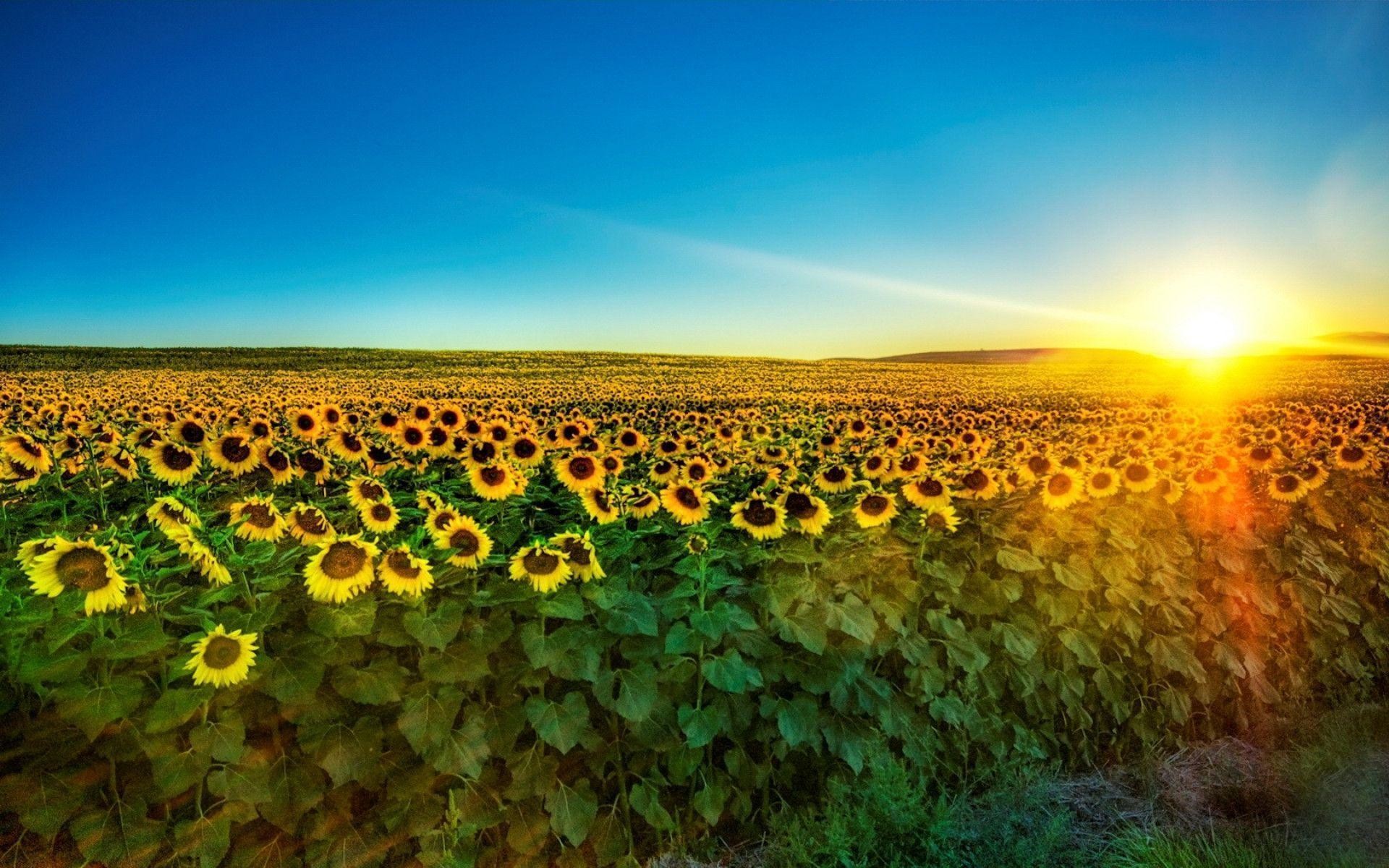 wallpaper cantik,nature,sunflower,sky,field,natural landscape