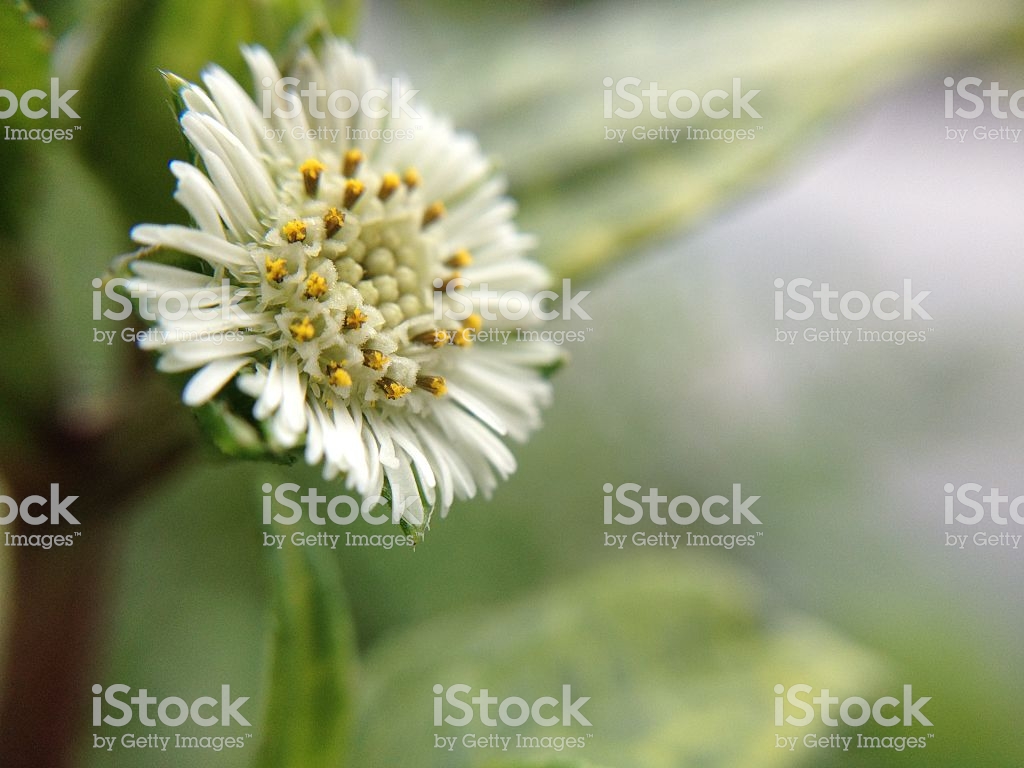 wallpaper cantik,flower,flowering plant,close up,plant,pollen