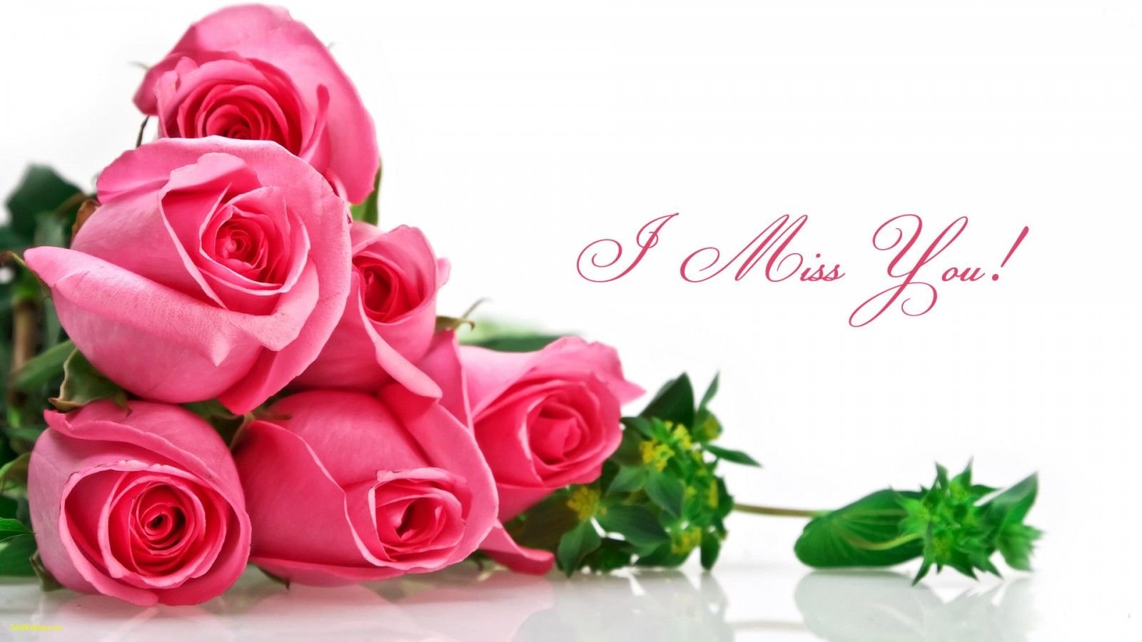 miss u wallpaper,pink,rose,garden roses,flower,cut flowers