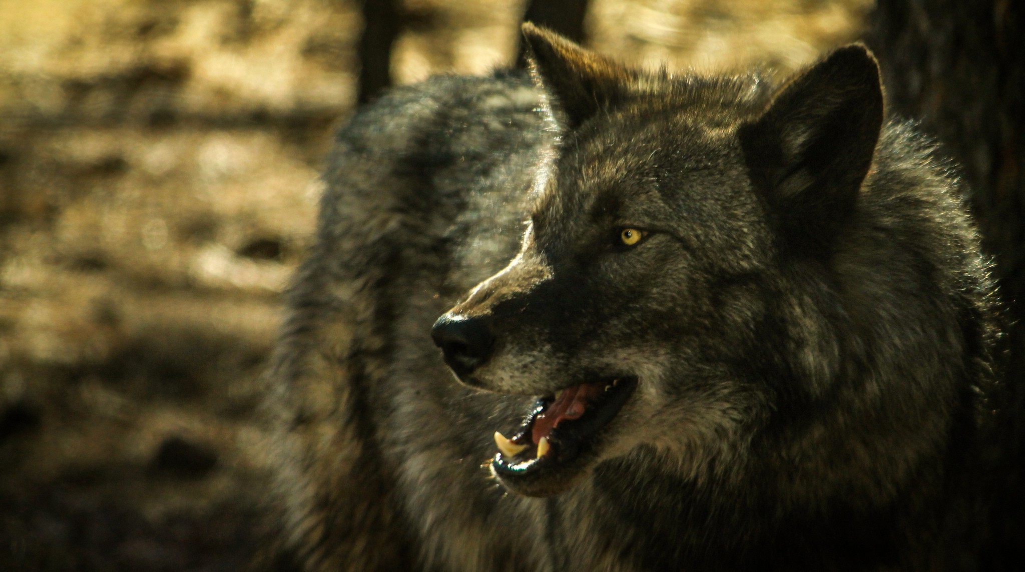fondo de pantalla de peligro,lobo,fauna silvestre,lobo rojo,hocico,perro
