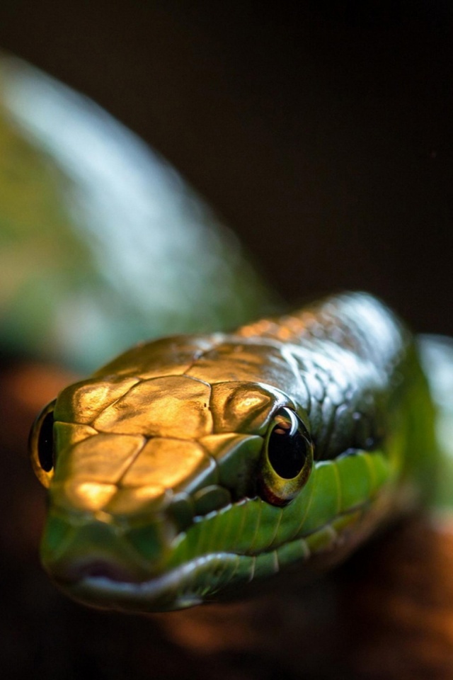 fondo de pantalla de peligro,serpiente,reptil,serpiente,elapidae,fotografía macro