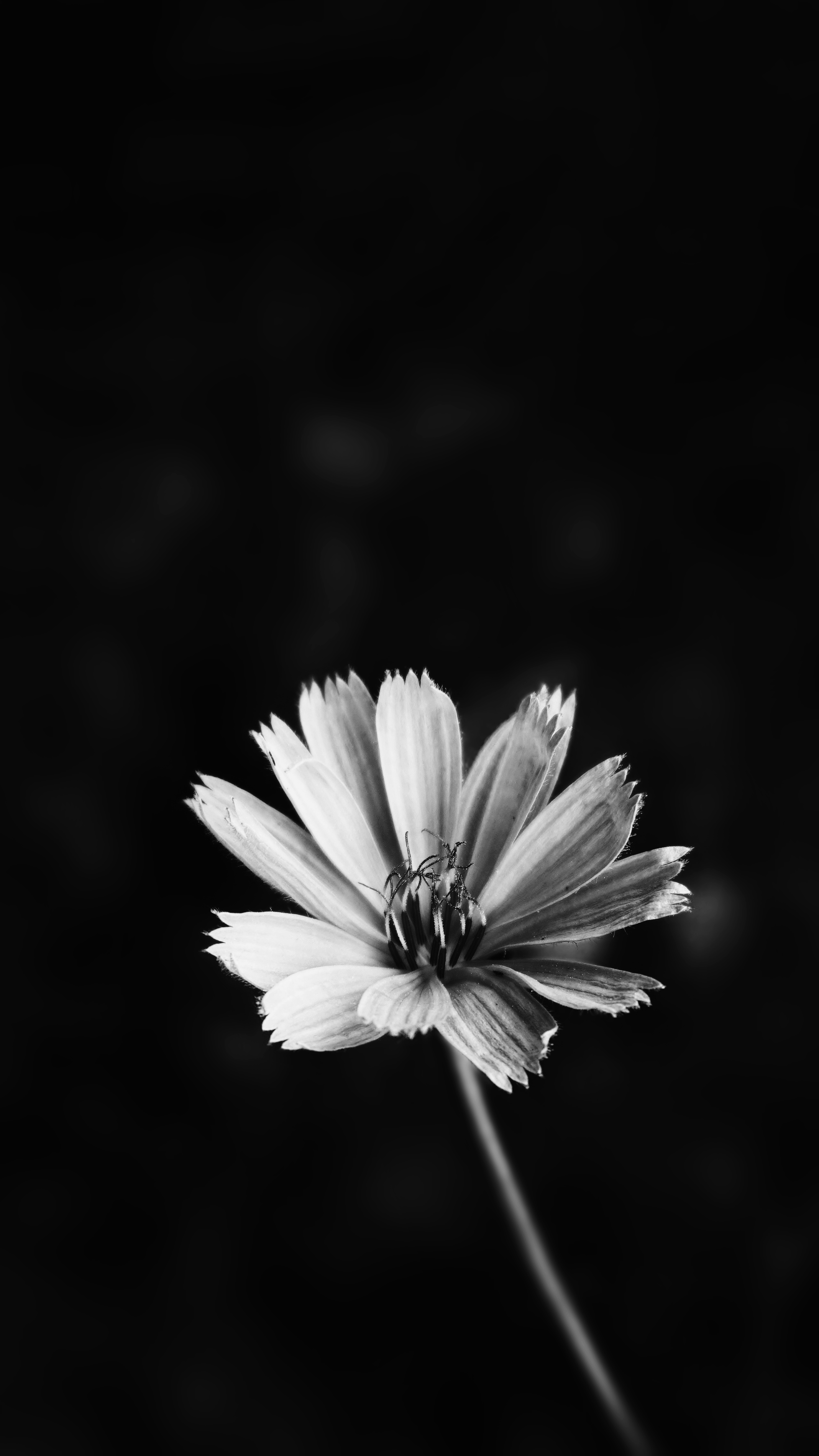 foto wallpaper,petal,monochrome photography,black and white,flower,nature