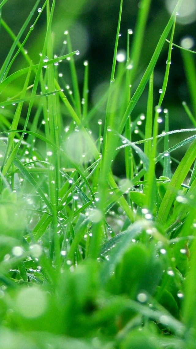 nature wallpaper hd download,moisture,dew,green,water,grass