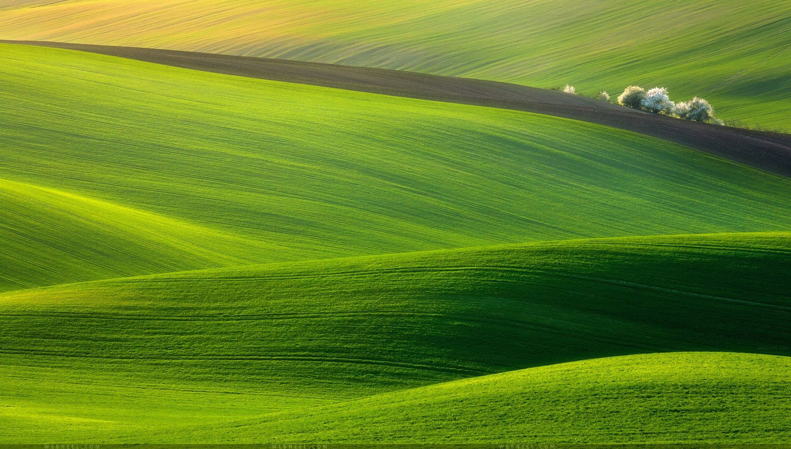 download di sfondi hd natura,verde,prateria,natura,paesaggio naturale,campo