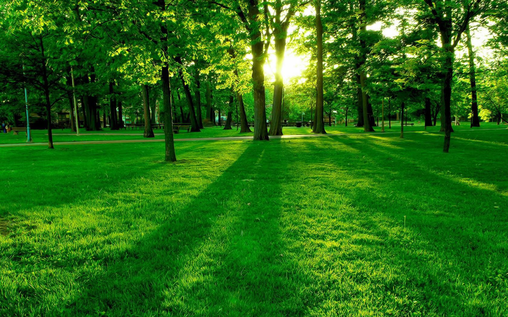 download di sfondi hd natura,verde,paesaggio naturale,natura,albero,erba