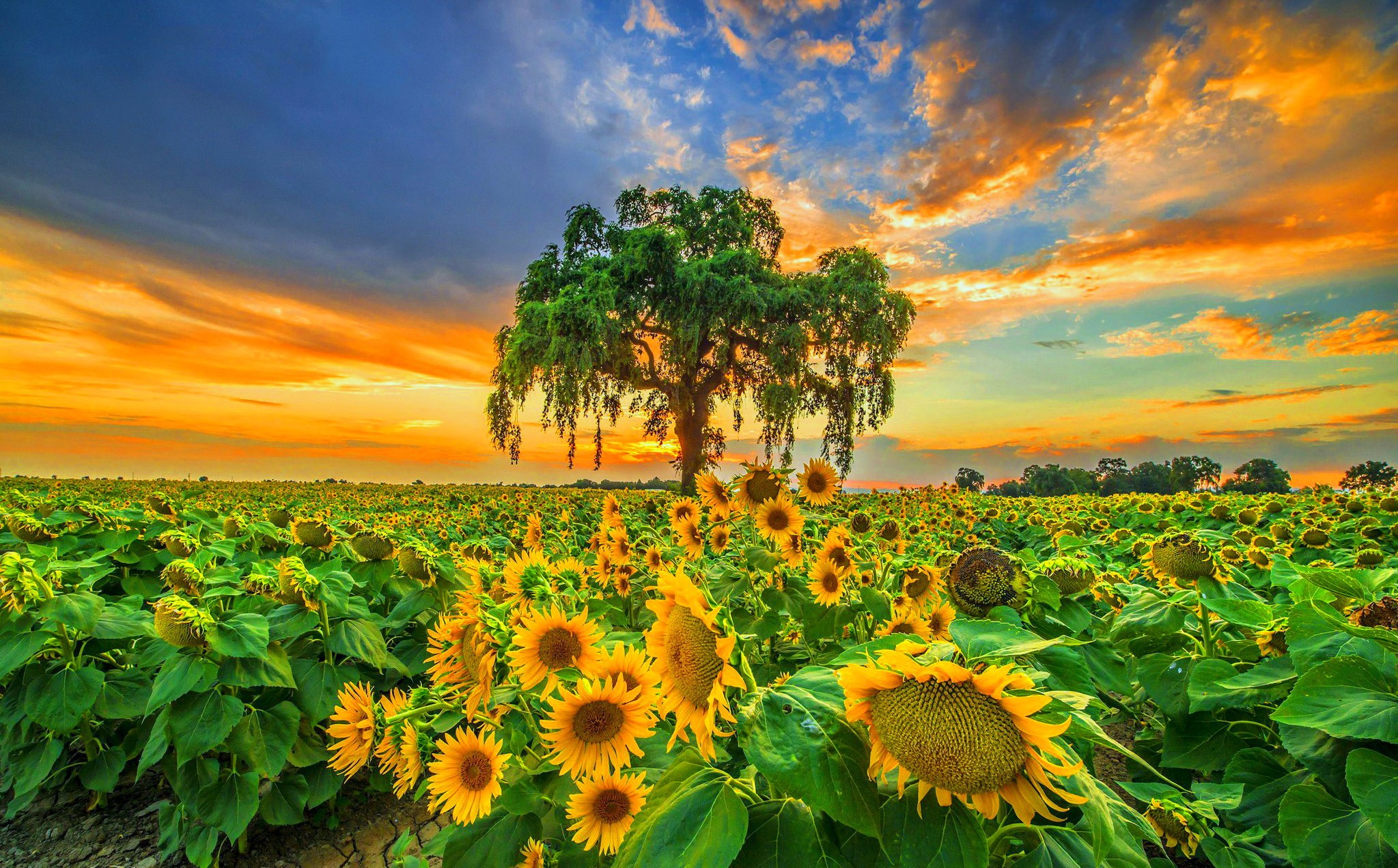 nature wallpaper hd download,sunflower,nature,sky,flower,natural landscape